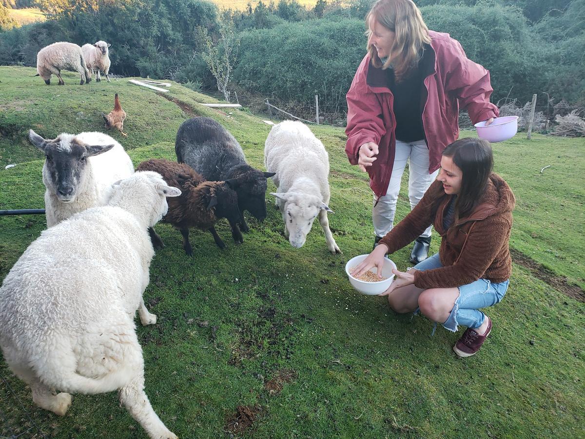 Cabana Nueva En Ancud Chiloe エクステリア 写真
